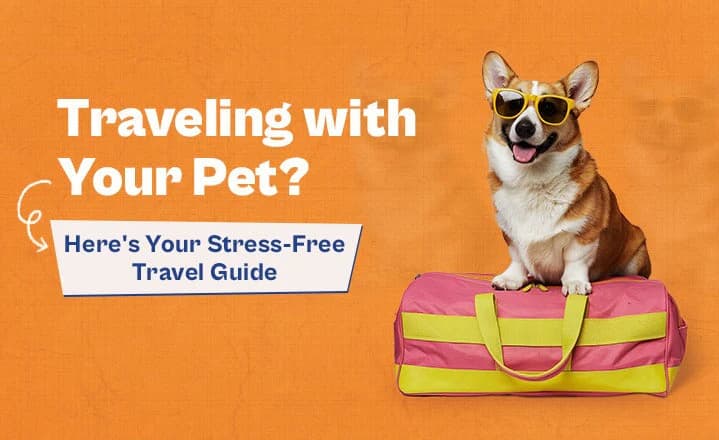 International Pet Travel Guide