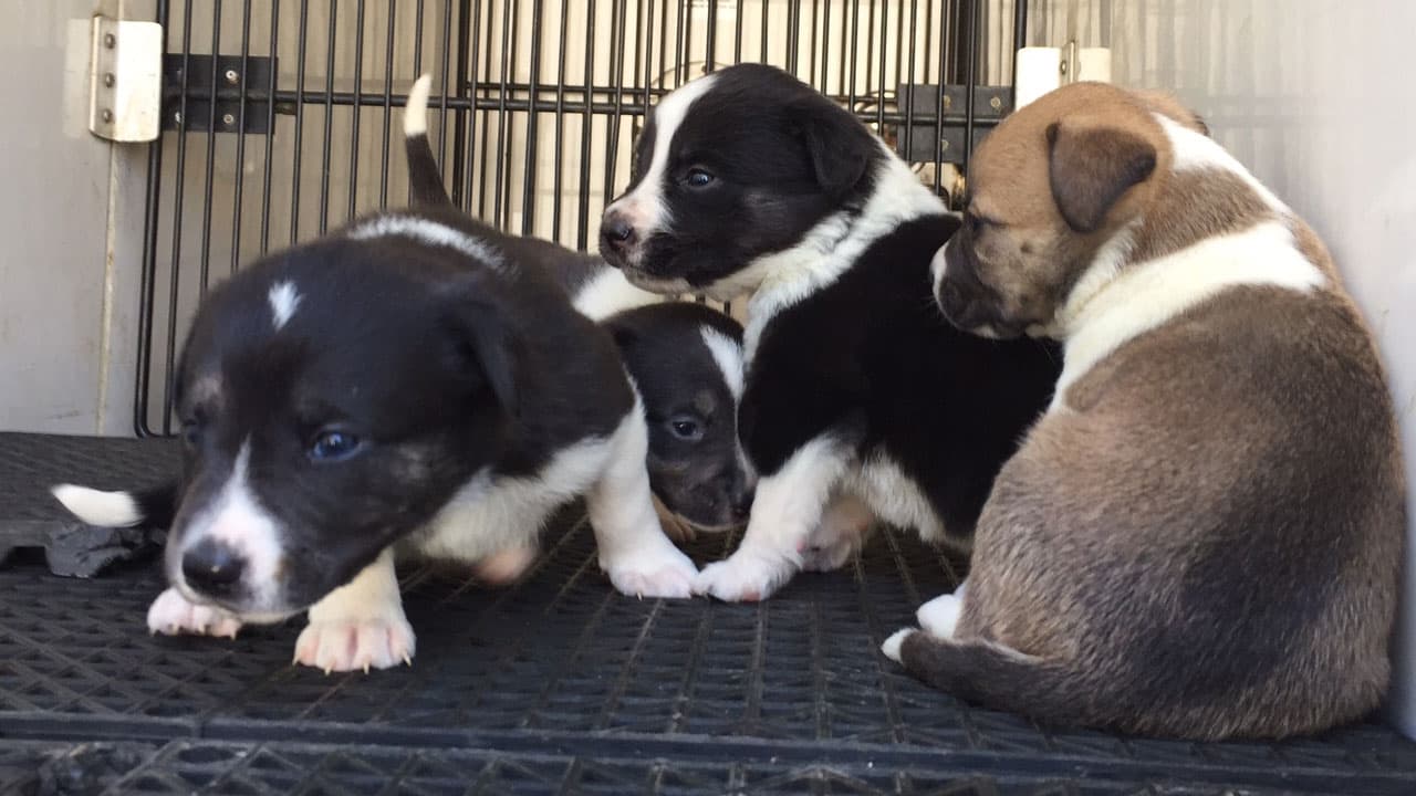 Pet Transport Restrictions