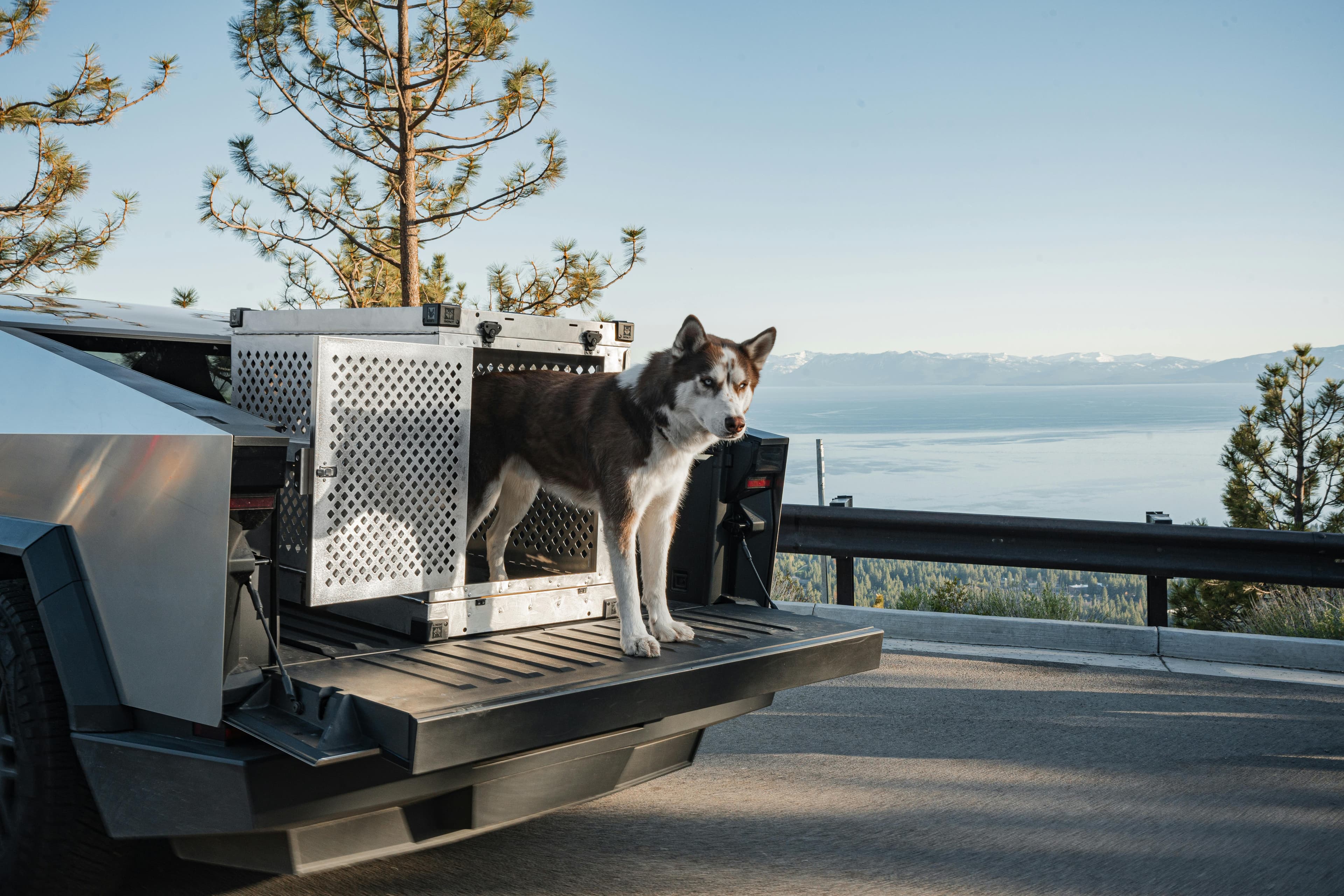 Europe Pet Transport Service